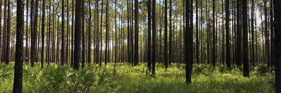 Ajay Sharma : Forestry and Ecology Lab banner