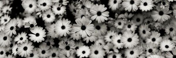 beccaboo8u Profile Banner