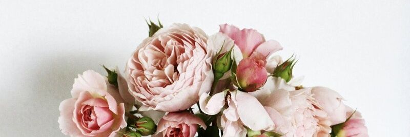 HoyRose's profile banner image