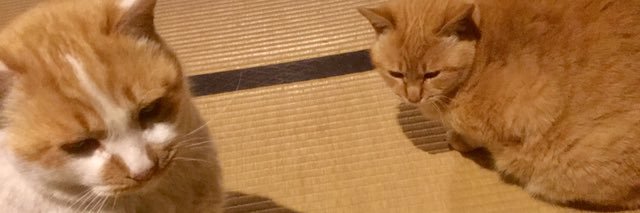 mae_tter's profile banner image