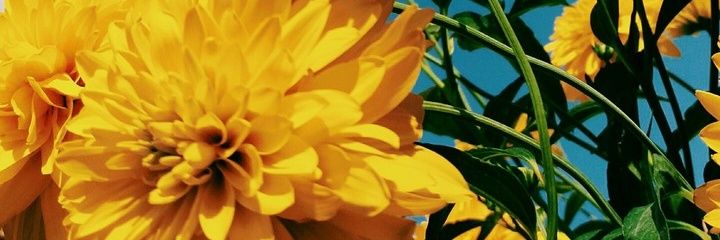 DoaaZidan1's profile banner image