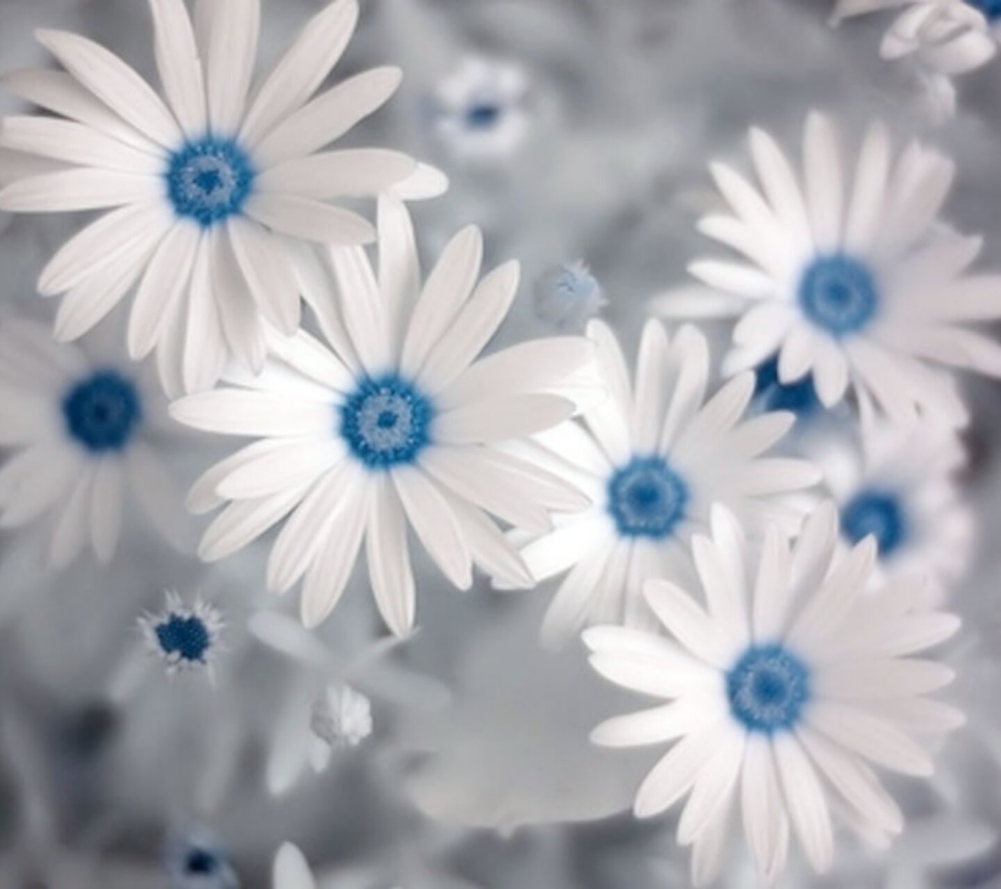 Frances_ssss's profile banner image
