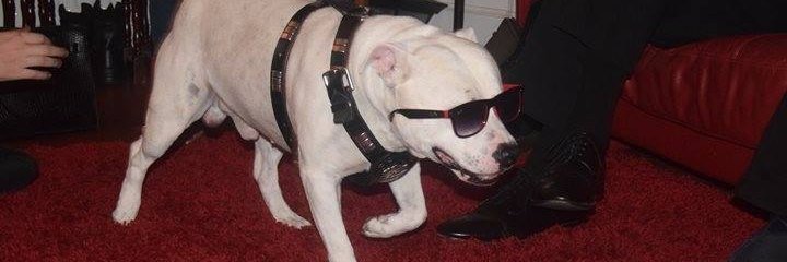 𝐖𝐢𝐥𝐤𝐬 banner