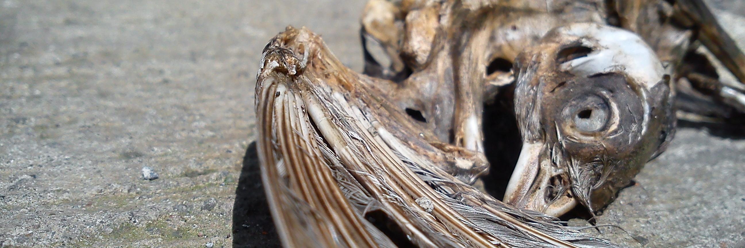 Roberto López banner