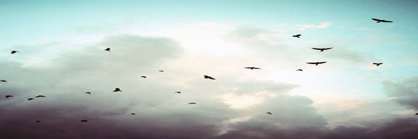 rolcsah's profile banner image
