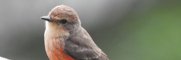 LadyBird Profile Banner