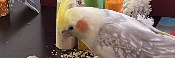 DrexelSplatoon Profile Banner