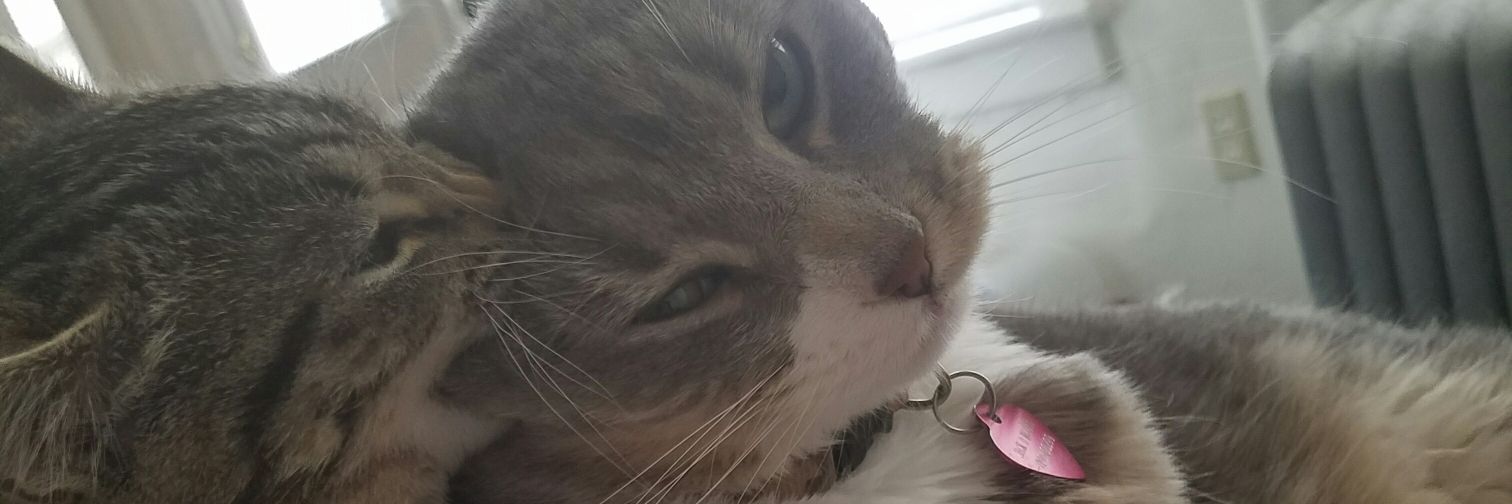 AndroKat7's profile banner image
