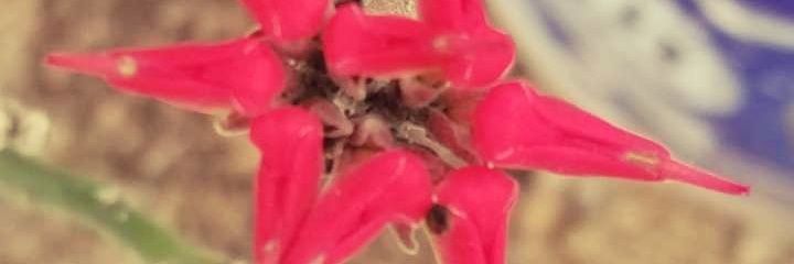 KeyboardWarrior banner