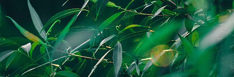 satakleli's profile banner image