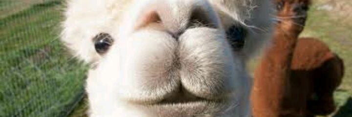 SpaguettiChan's profile banner image