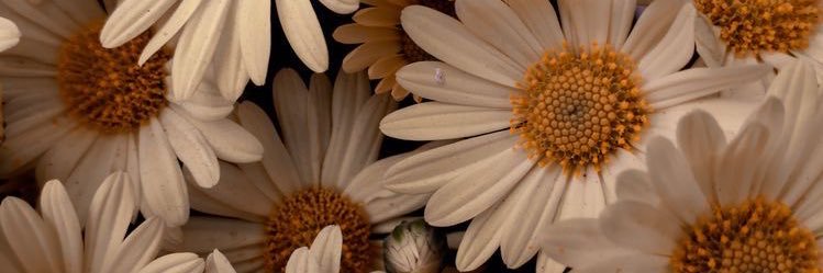 Julyrdz's profile banner image