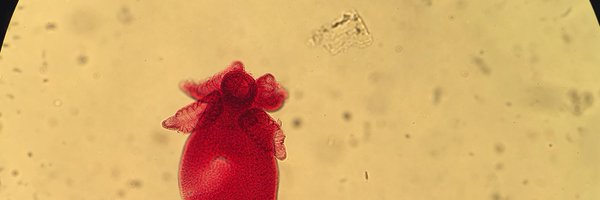 Jerushark Profile Banner