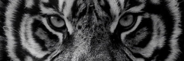 ArkegrimIda's profile banner image