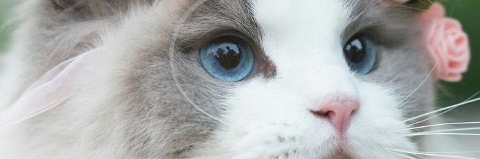 adilsonmtenorio's profile banner image