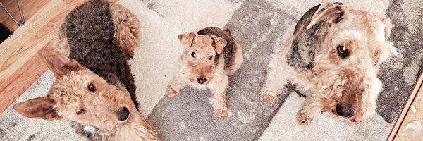 DaDa8239 Profile Banner