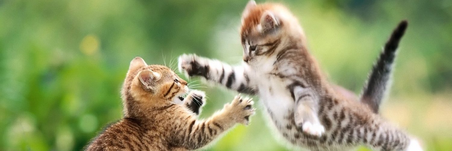 Loving Cat banner