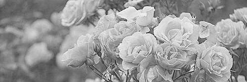 ____r_0123's profile banner image