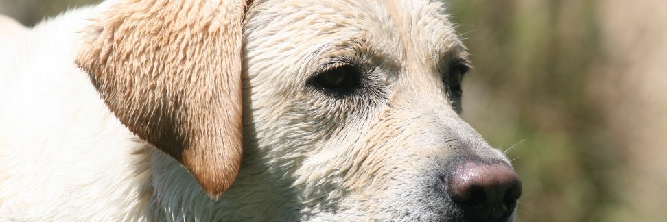 Massimo Bonanni banner