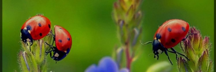 Nermina ♎️ banner