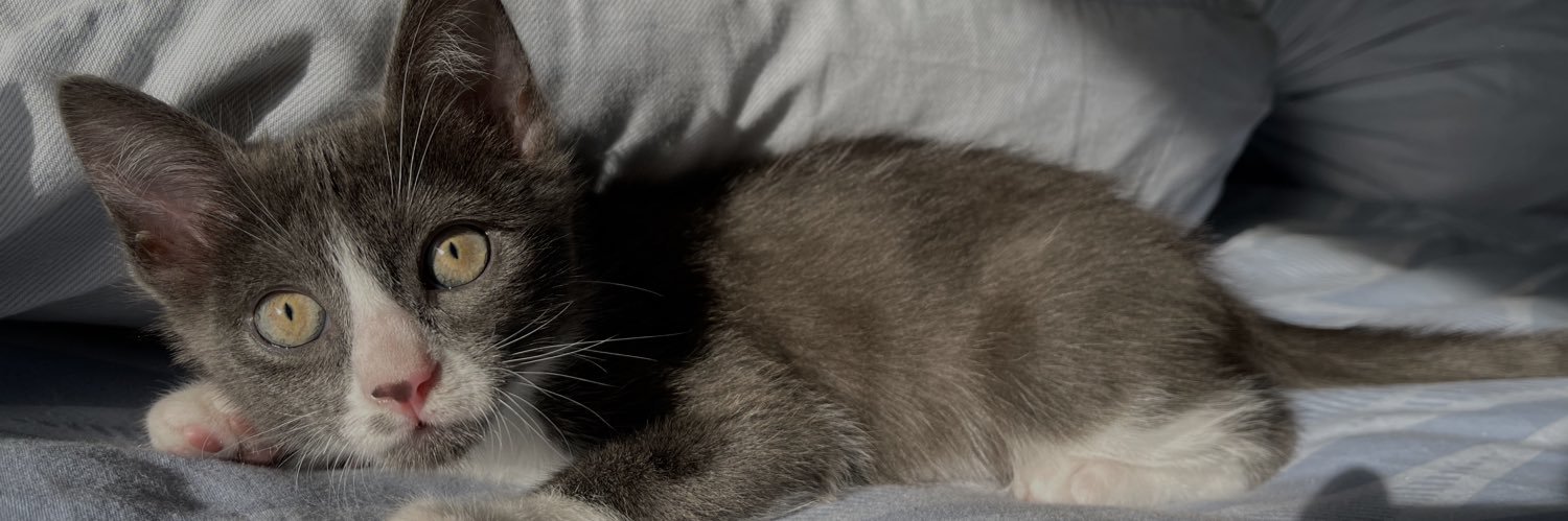 Alberto 🇵🇸 banner