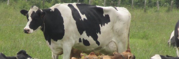 CurtatPatrick Profile Banner
