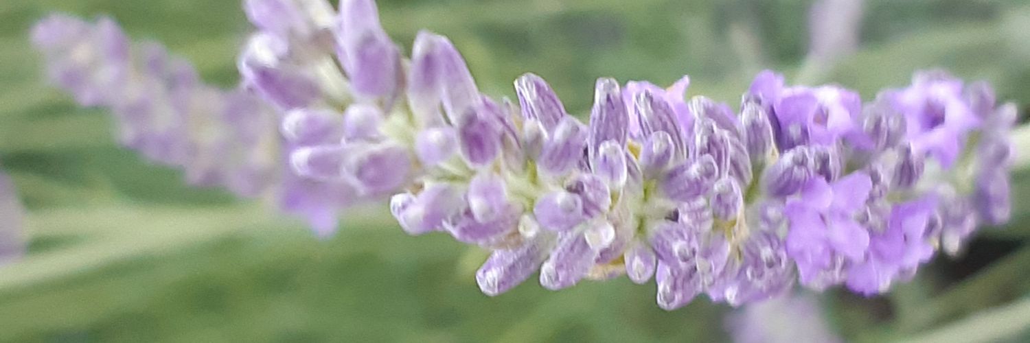 🌼S'il Vit🌸 banner