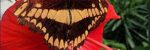 nupurja's profile banner image