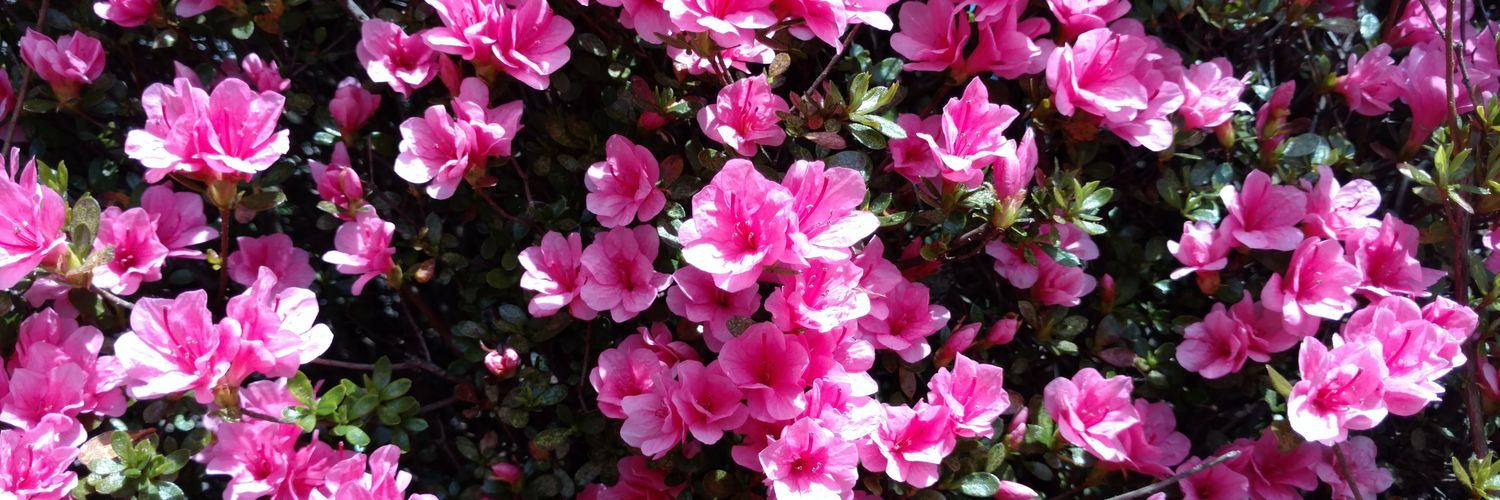 estepbev4's profile banner image