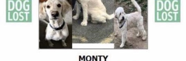 rosiedoc666 Profile Banner