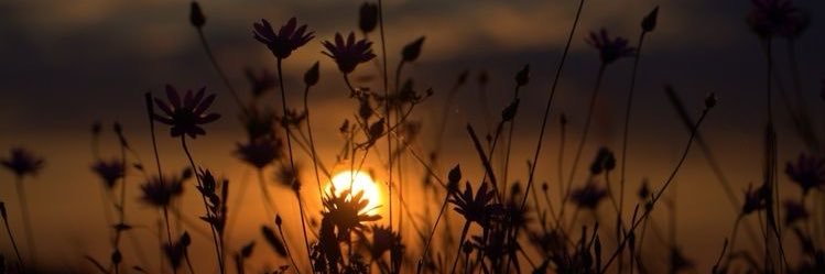 R🍁 banner
