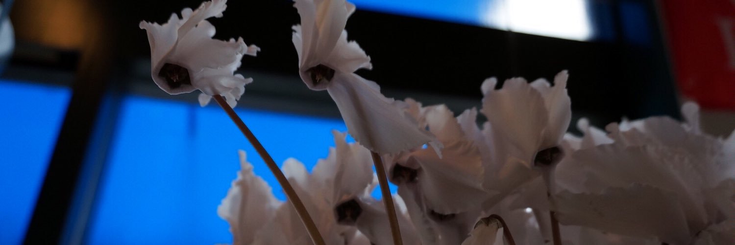 angelique_fleur's profile banner image