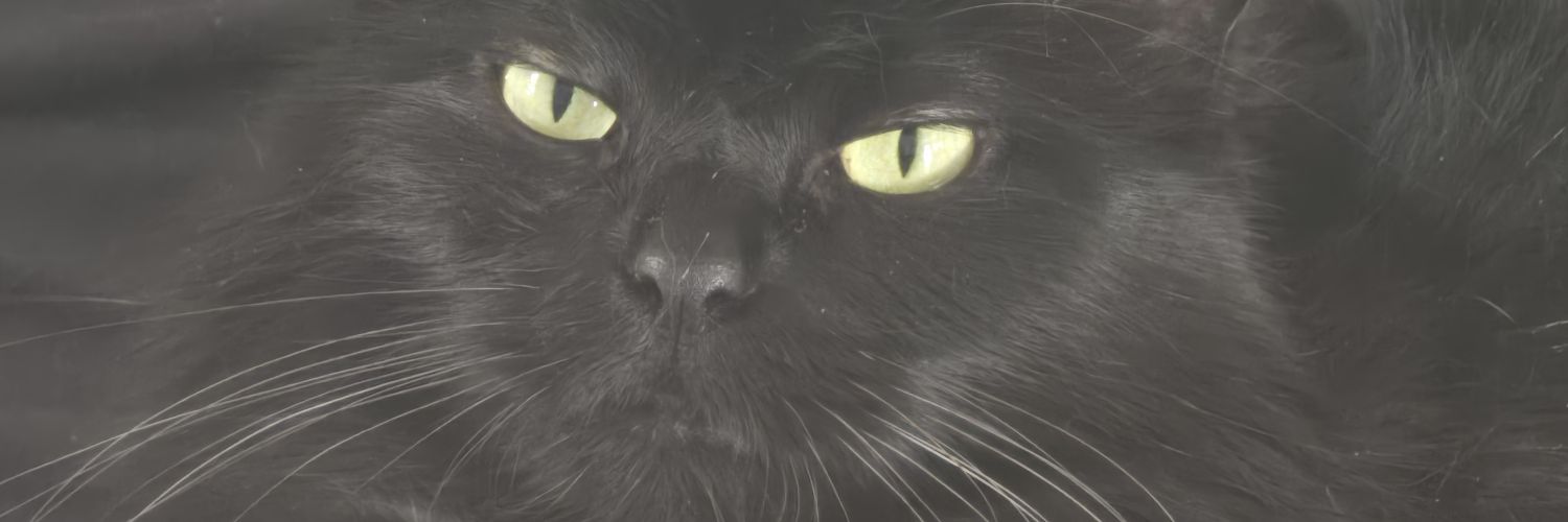 Marcela de Barros banner