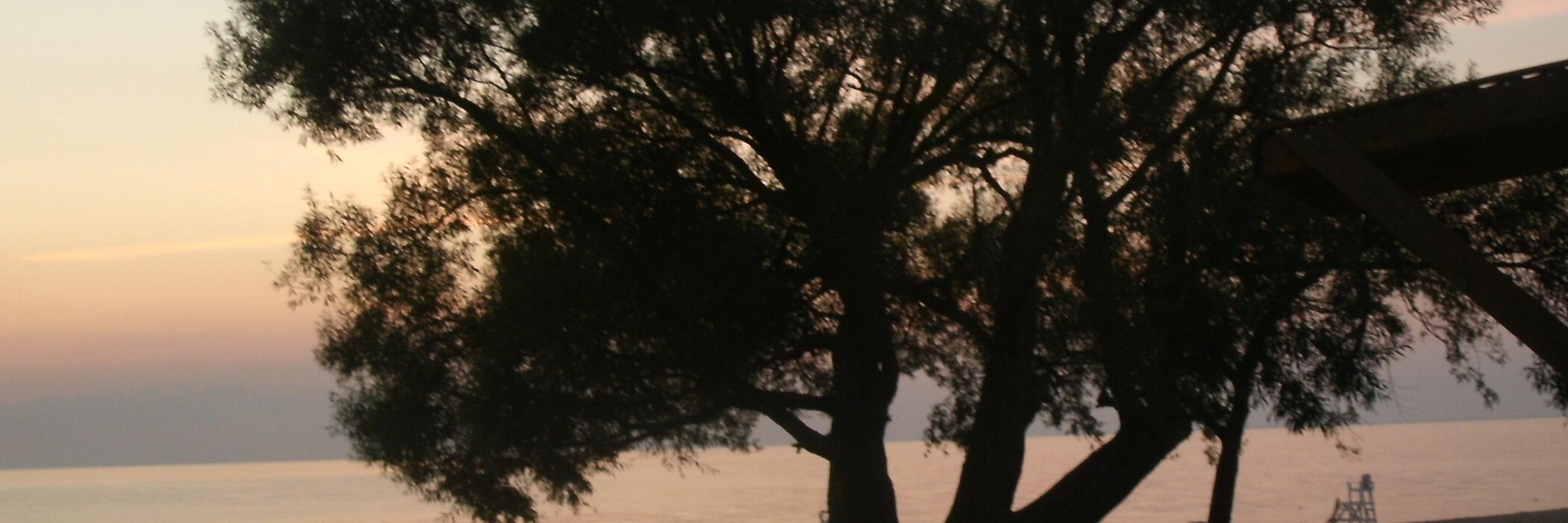 PatriciaDCole's profile banner image