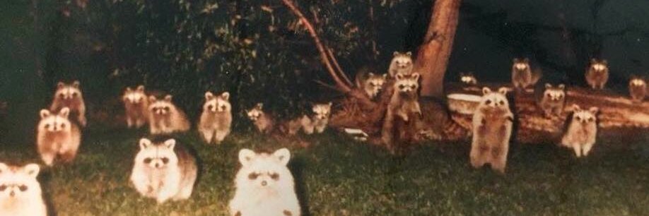 MichaelAjerman's profile banner image