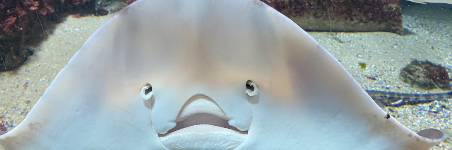 Matthias Soberon banner