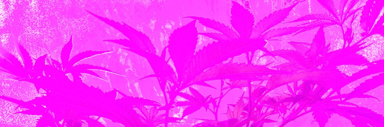 LocalGrowDoesOk's profile banner image