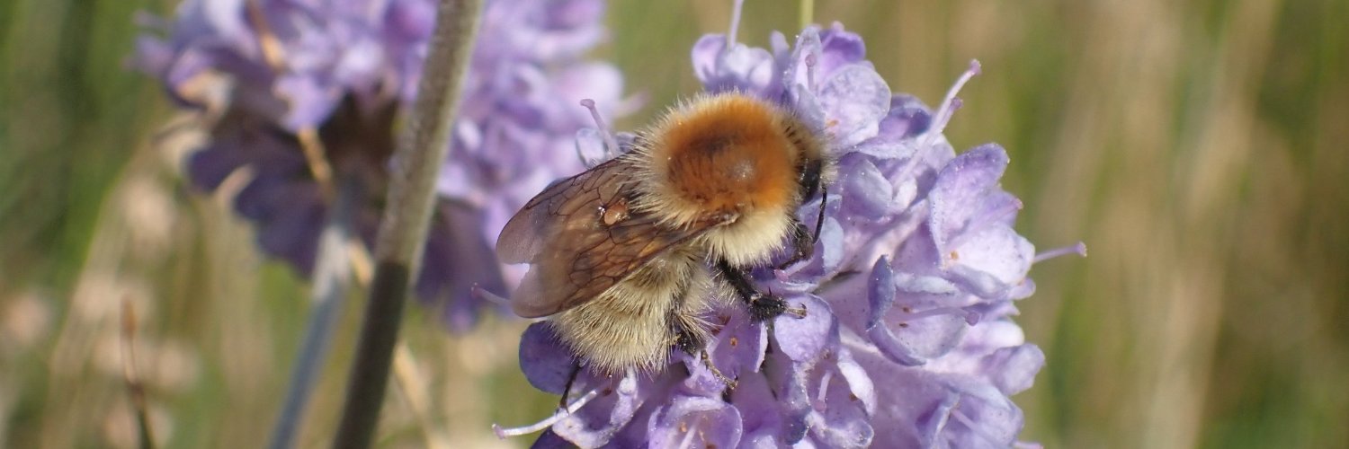Charlotte Rankin banner