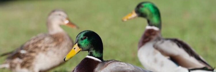 DukeWatson1's profile banner image