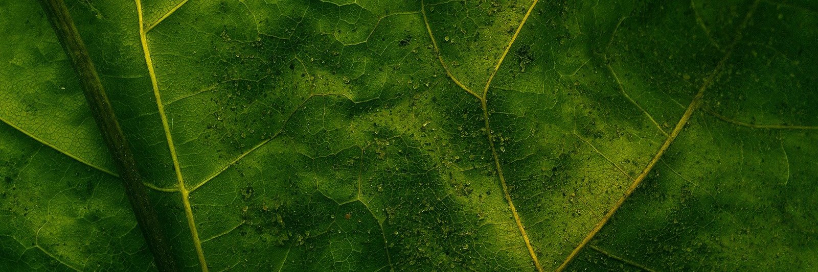 HarrietWrightt's profile banner image
