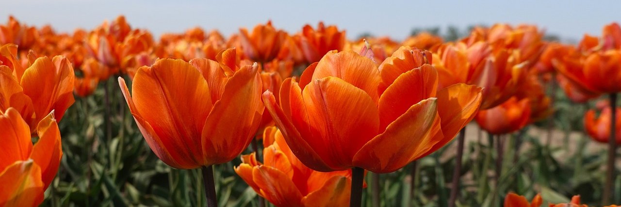 Pays-Bas au Sénégal banner