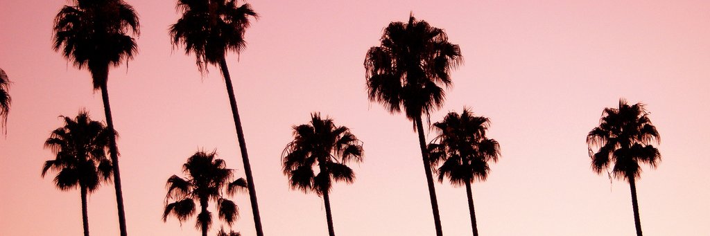 WildOrchid985's profile banner image