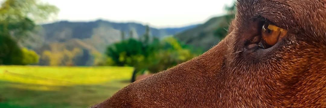 adsantolo's profile banner image