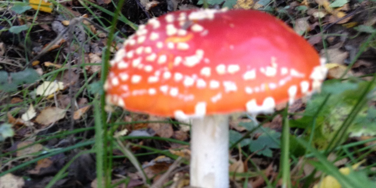 Peter A Chadwick banner