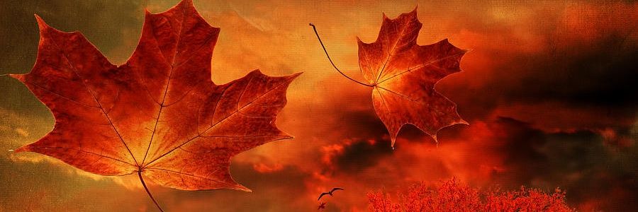 SollenOnDemand's profile banner image