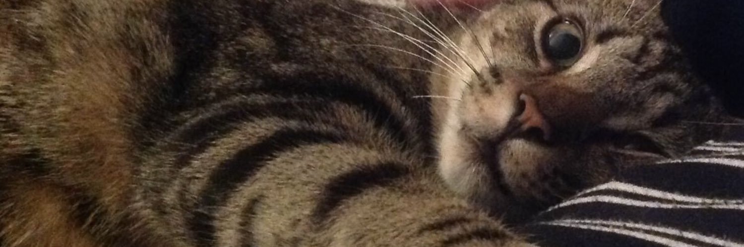 thecatspaws's profile banner image