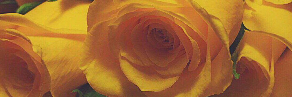 thanii557's profile banner image
