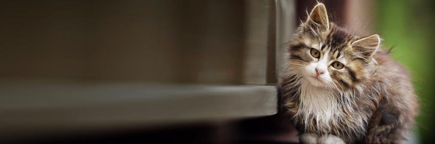 Cats_Bham's profile banner image