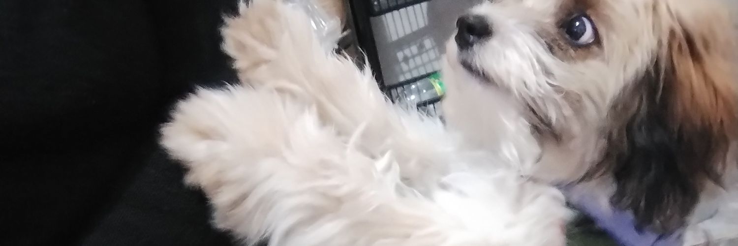 annlaucy's profile banner image