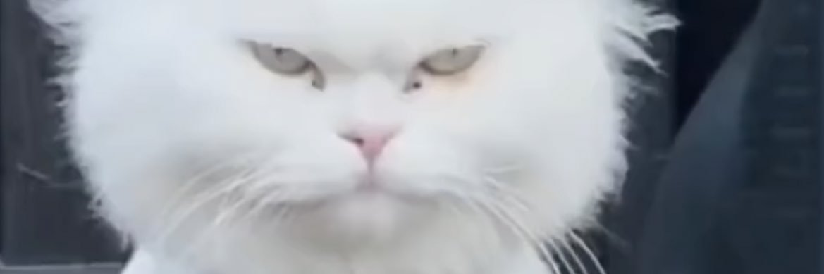 catelsalando's profile banner image